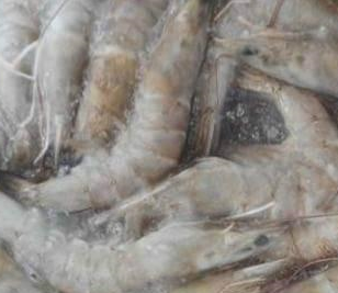 91视频网站下载厂家解决海鲜水产行业冷库问题 。