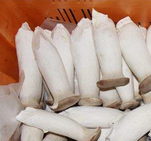 91视频网站下载厂家