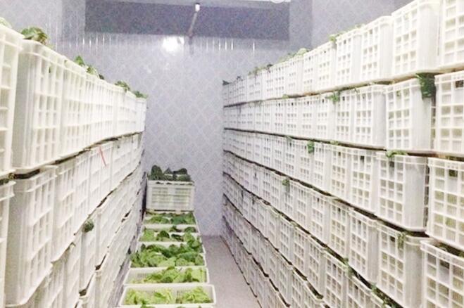 蔬菜保鲜冷库存储技术及保鲜期限，由91视频网站下载厂家来解释